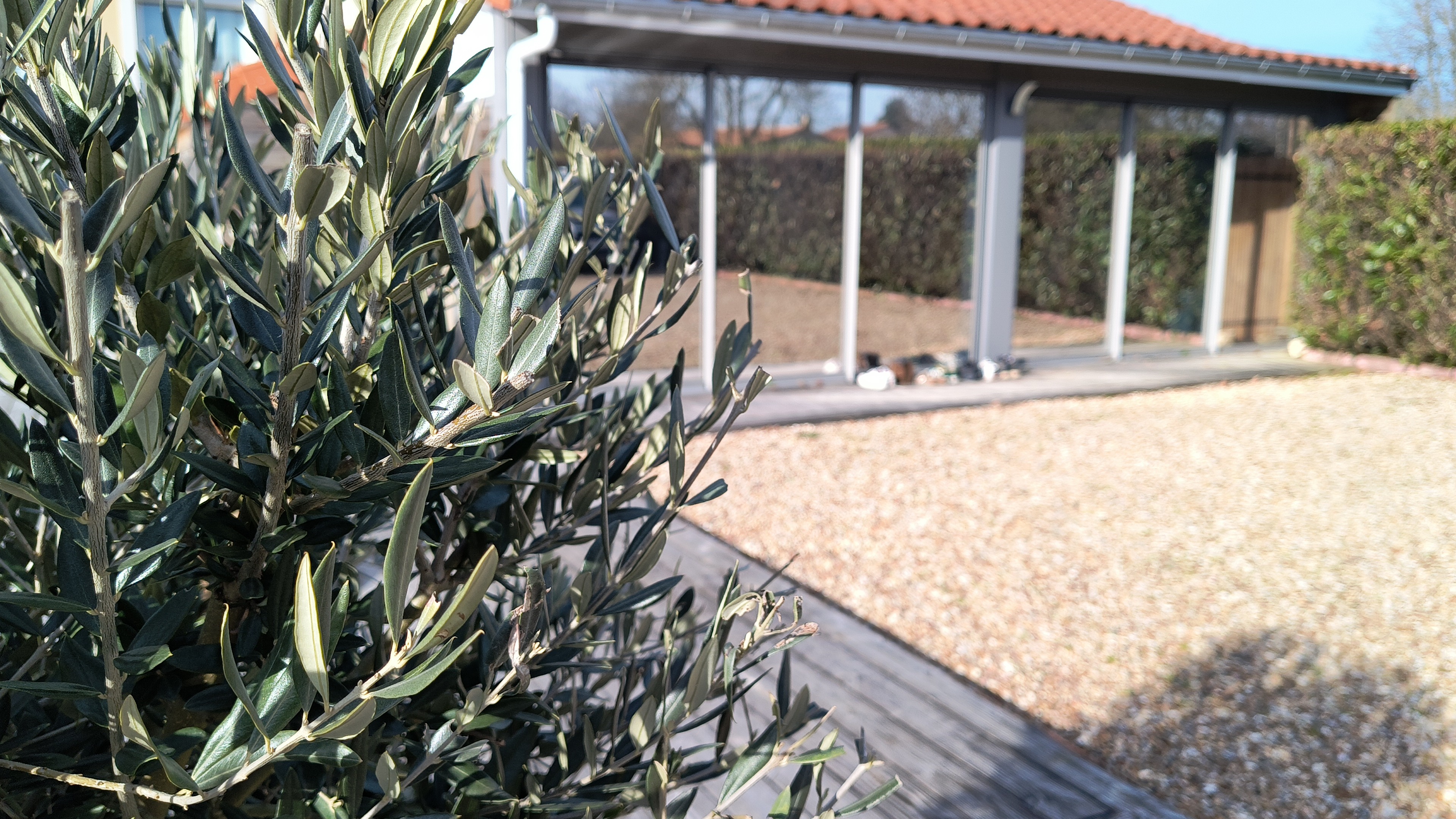 Détail d'un olivier au premier plan avec une véranda moderne en arrière-plan.